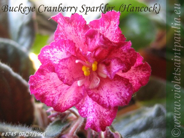 Buckeye Cranberry Sparkler.jpg